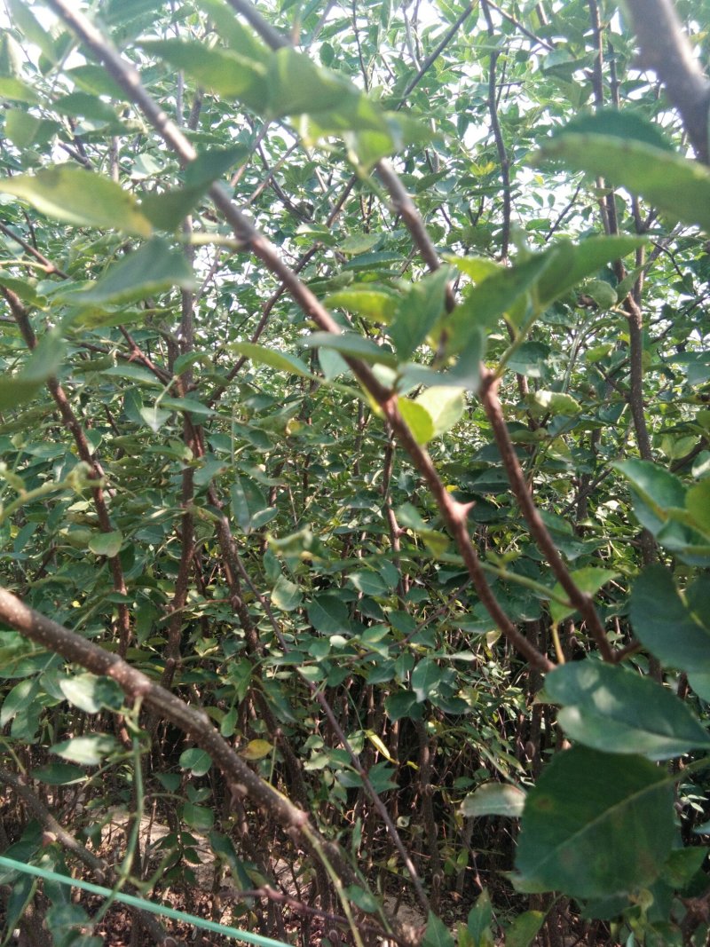 【花椒苗】无刺花椒苗无刺大红袍花椒苗嫁接无刺花椒苗包品种