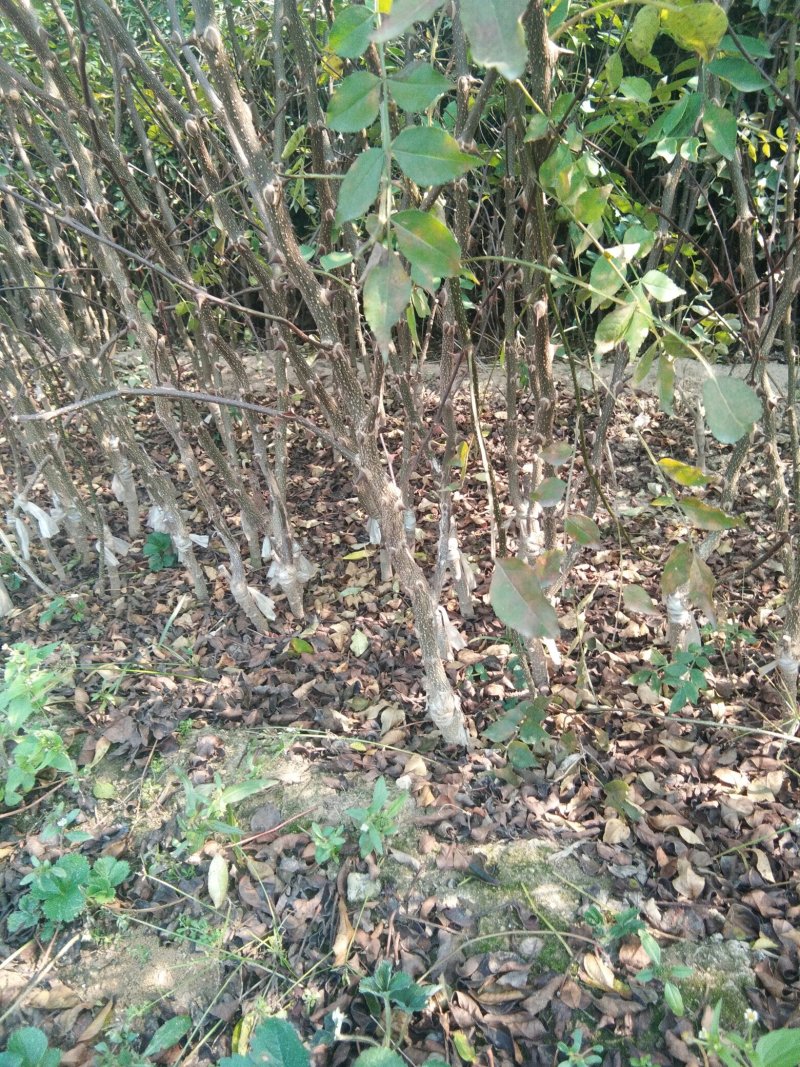 【花椒苗】无刺花椒苗无刺大红袍花椒苗嫁接无刺花椒苗包品种