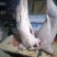 新鲜羊肉