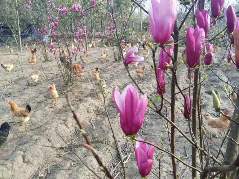正宗散养土鸡蛋一件代发，包邮