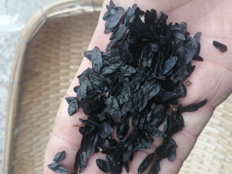 玉簪种子，紫玉簪，白玉簪都有