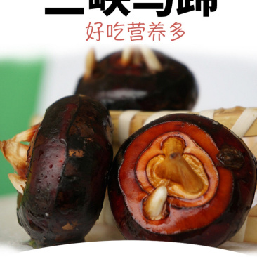 2019年马蹄代发3斤装5斤装开始预售