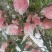 红富士苹果75mm以上纸+膜袋