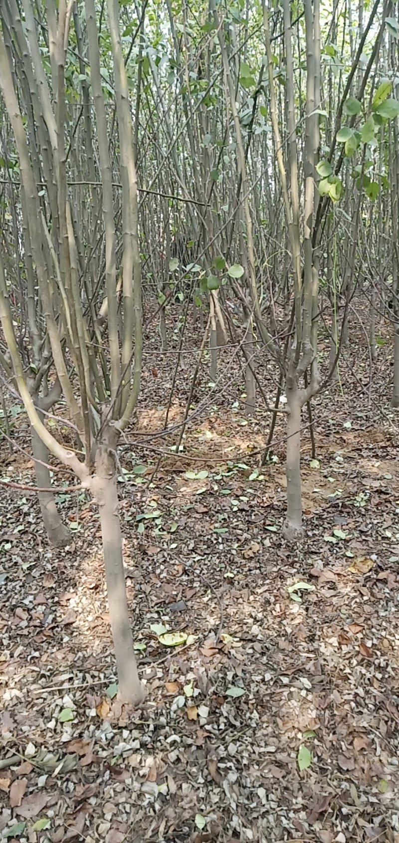 西府海棠占地苗工程苗量大