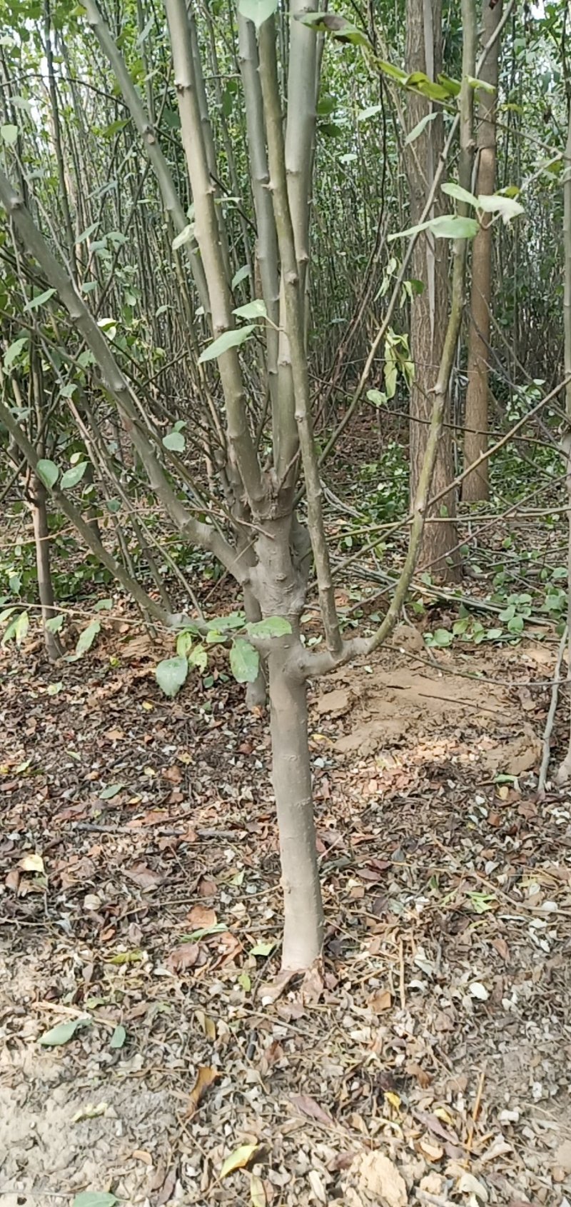 西府海棠占地苗工程苗量大