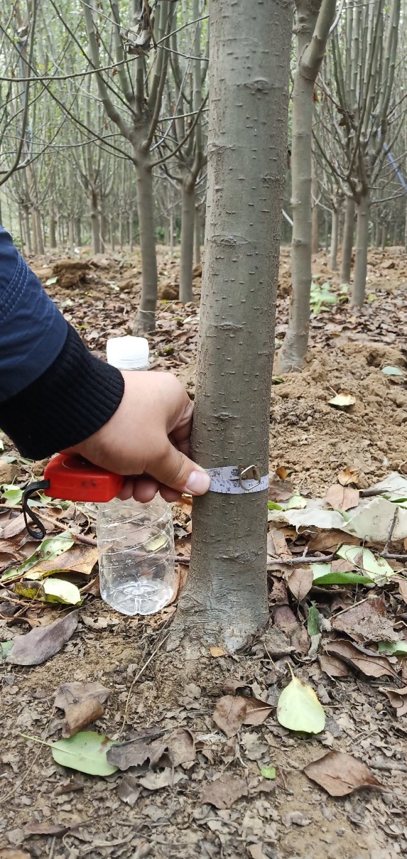 西府海棠占地苗工程苗量大