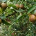 油茶粒子