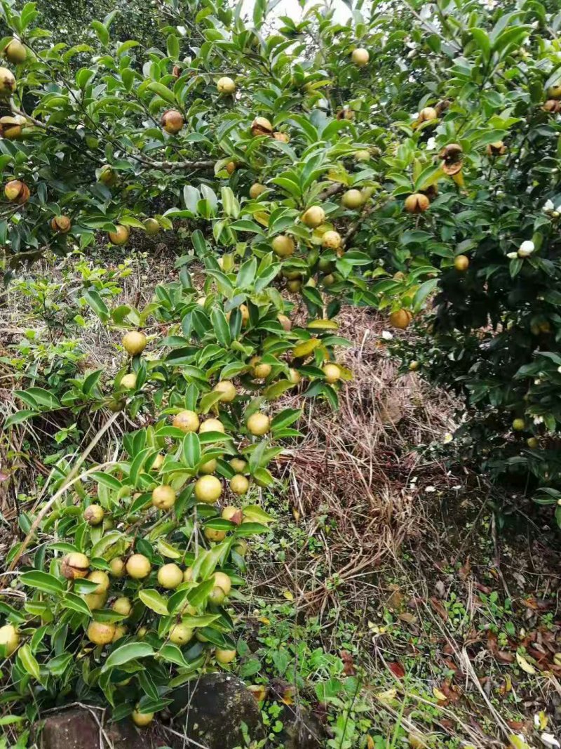 油茶粒子