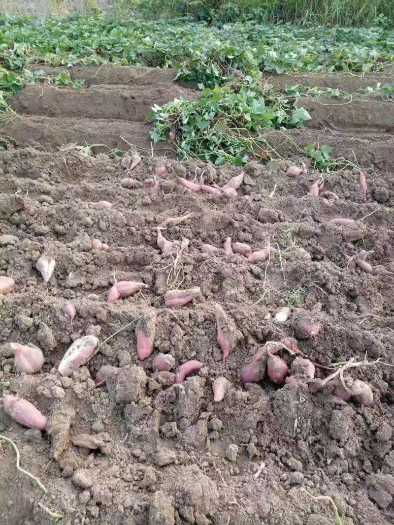 红薯粉面颗粒