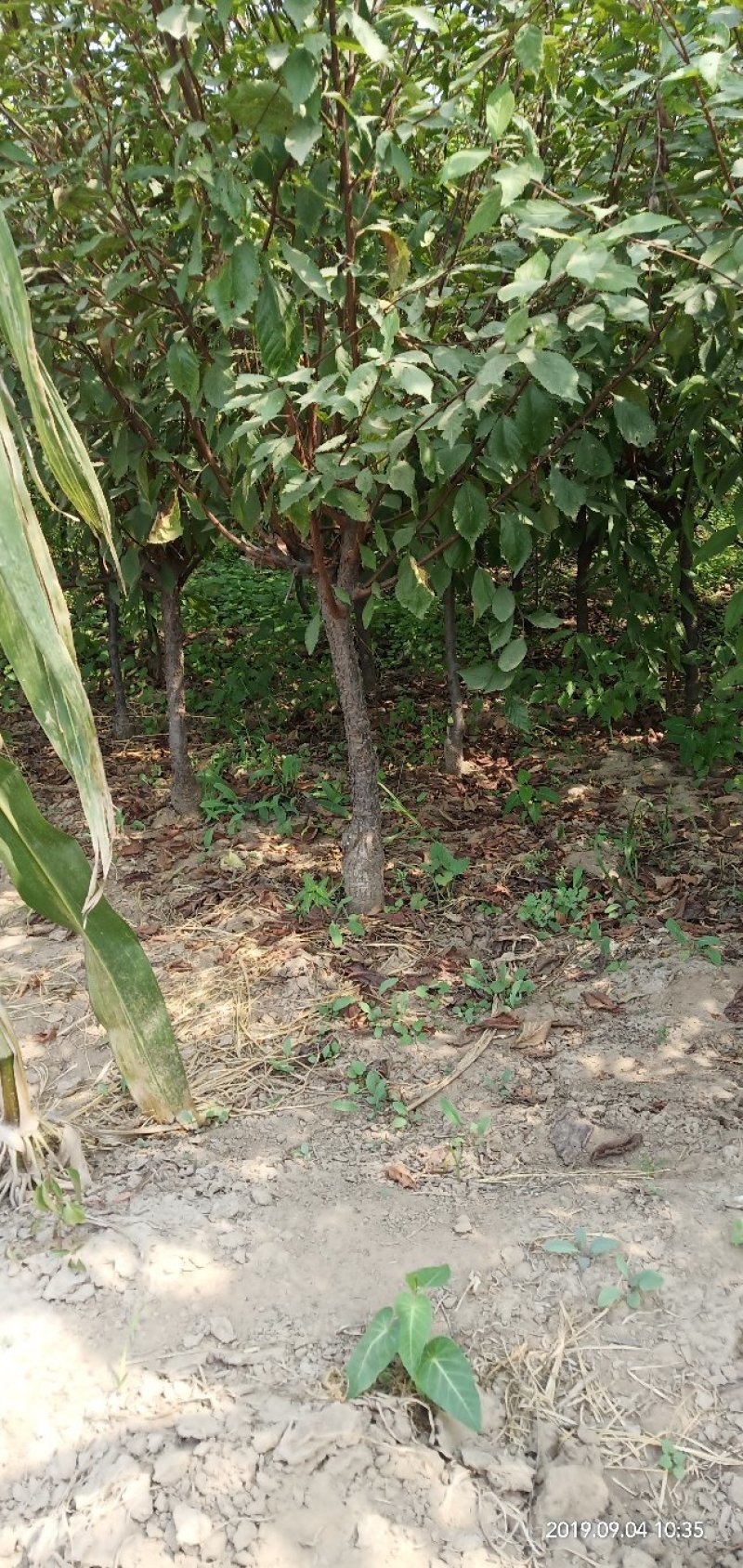 榆叶梅花灌木工程苗占地苗产地直销