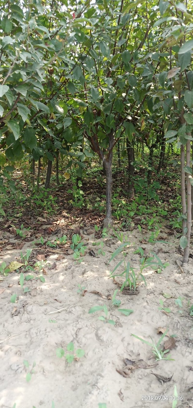 榆叶梅花灌木工程苗占地苗产地直销