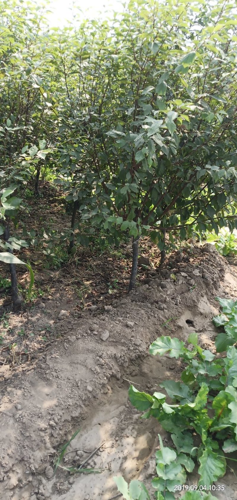 榆叶梅花灌木工程苗占地苗产地直销