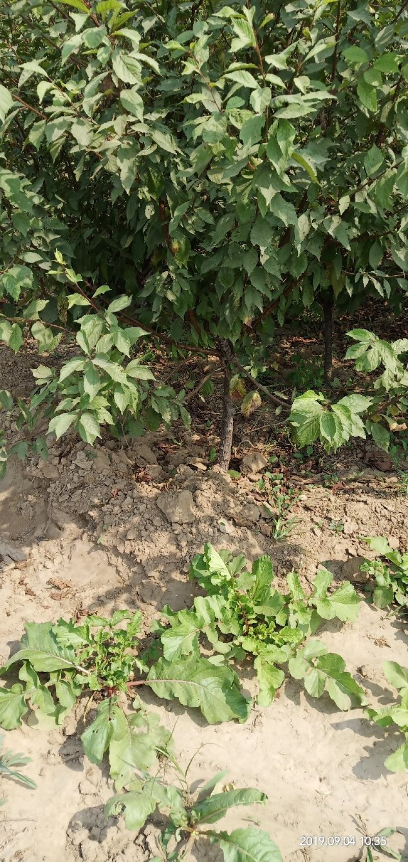 榆叶梅花灌木工程苗占地苗产地直销