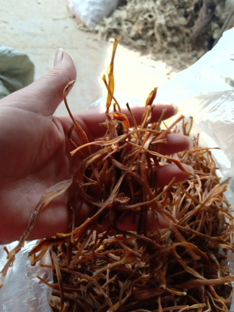 黄花莱野生批发零售菜口感好大山釆摘一手货源产地直发