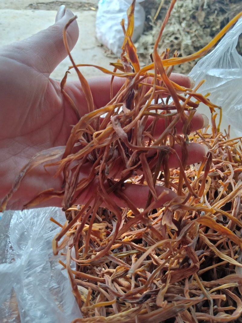 黄花莱野生批发零售菜口感好大山釆摘一手货源产地直发