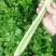 芹菜。优质西芹。皇后芹菜，大中小各种品阶齐全。
