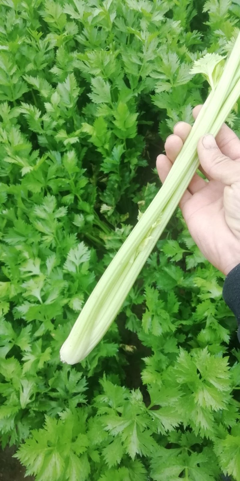 芹菜。优质西芹。皇后芹菜，大中小各种品阶齐全。