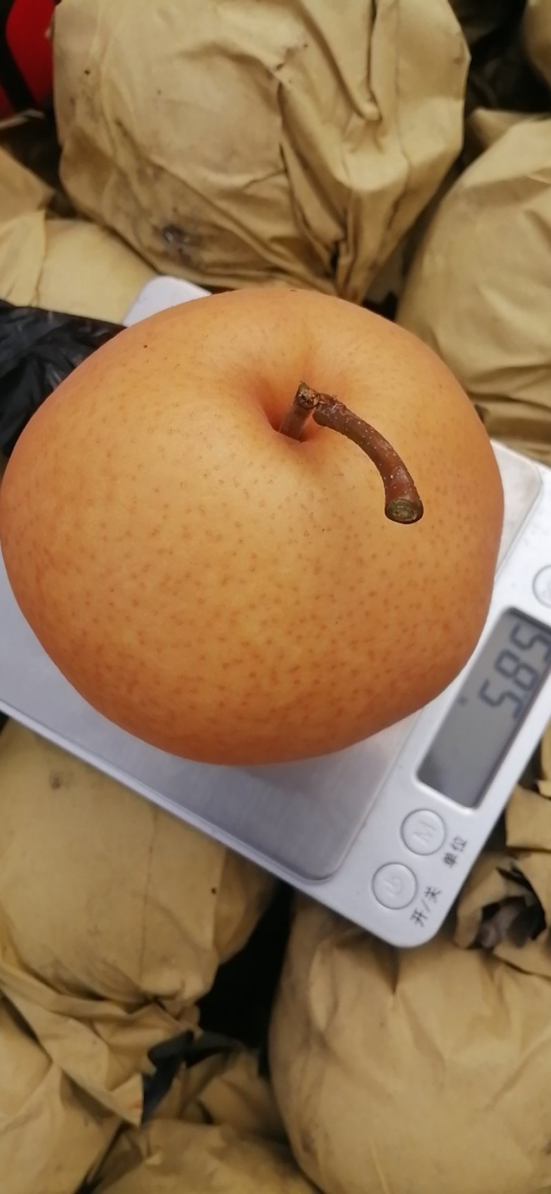 晚秋黄梨南阳金田园合作社大量有货