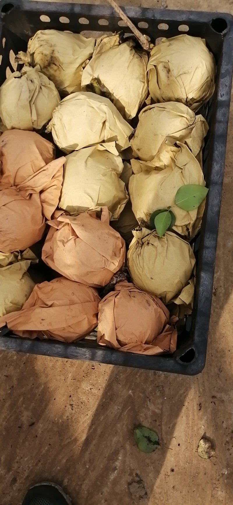 晚秋黄梨南阳金田园合作社大量有货