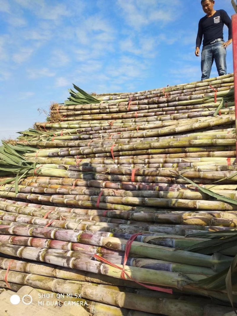 青皮甘蔗“脆在口中，甜在心中”。田地直供，货源充足！