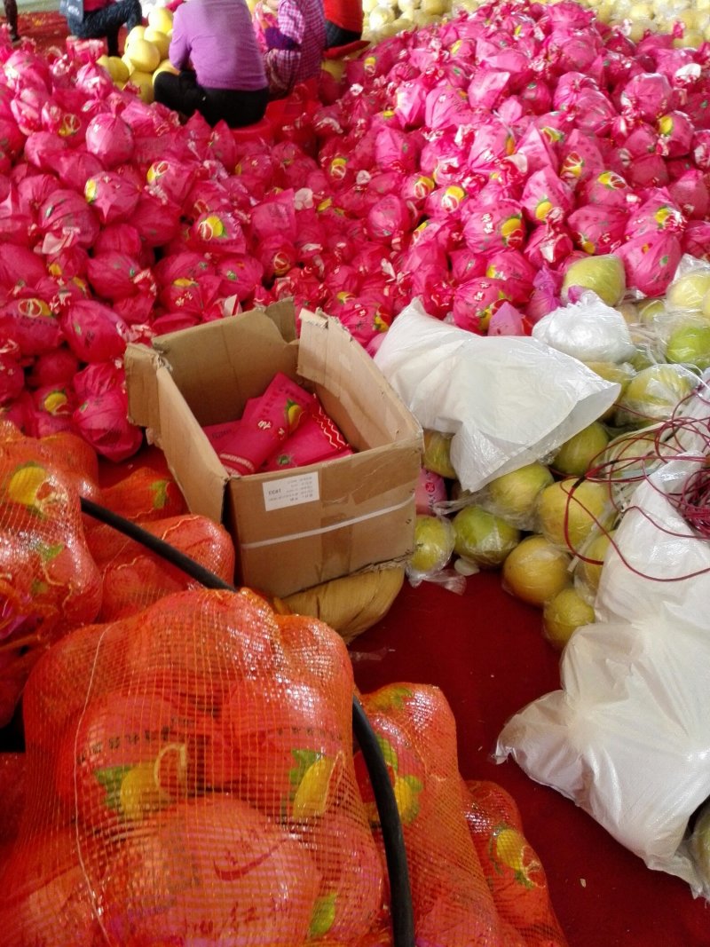 精品早熟脐橙、九月红果冻橙、纽荷尔长红、圆红产地现采现批