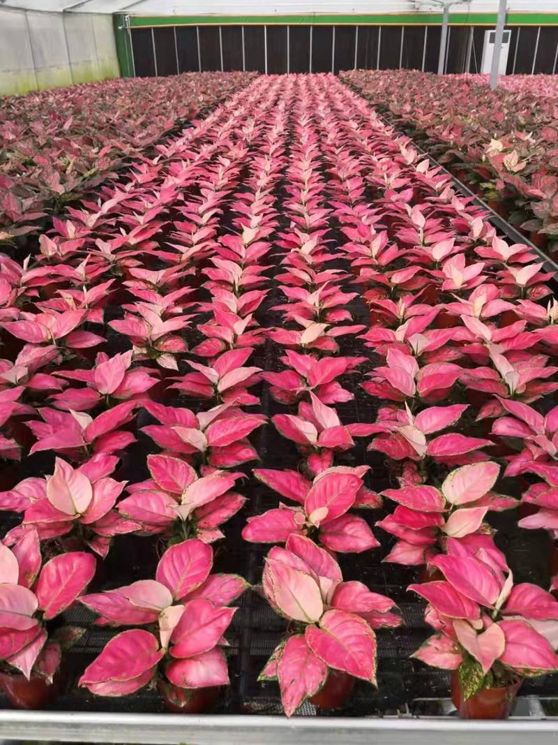 吉利红万年青盆栽中国红室内花卉绿植净化空气