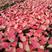 吉利红万年青盆栽中国红室内花卉绿植净化空气