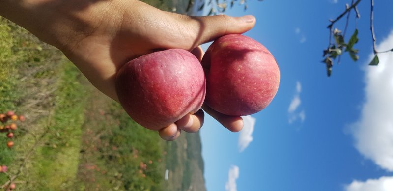 糖心苹果