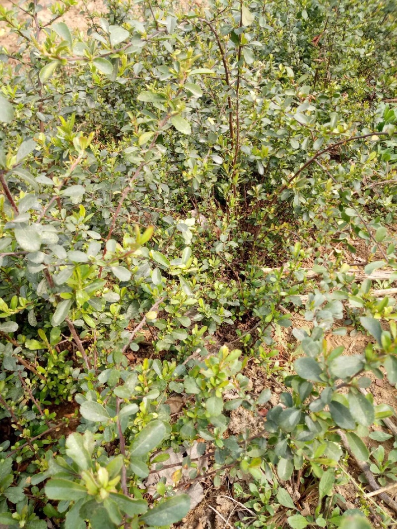 火棘苗火棘小苗火棘树苗火棘盆栽火棘球基地苗