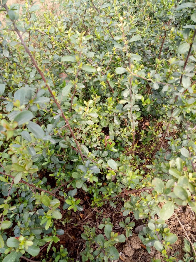 火棘苗火棘小苗火棘树苗火棘盆栽火棘球基地苗