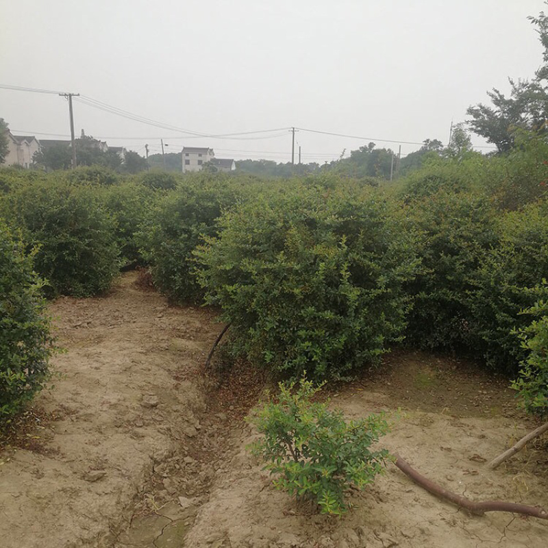 火棘苗火棘小苗火棘树苗火棘盆栽火棘球基地苗