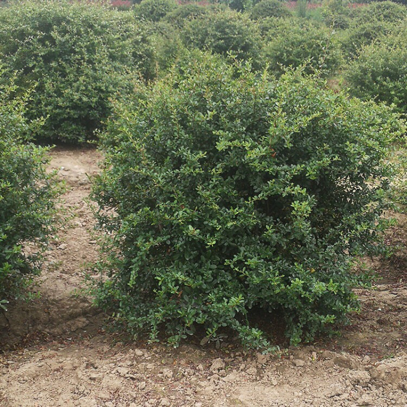火棘苗火棘小苗火棘树苗火棘盆栽火棘球基地苗