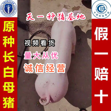 👍🏻长白母猪基地直发全程视频看货假一罚十！！