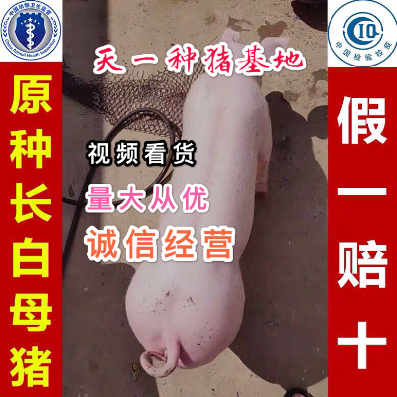 👍🏻长白母猪基地直发全程视频看货假一罚十！！