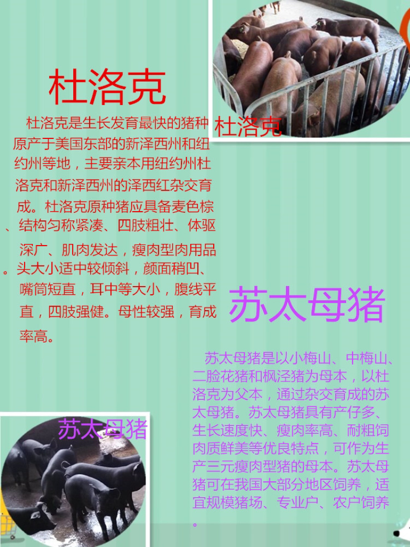 👍🏻长白母猪基地直发全程视频看货假一罚十！！