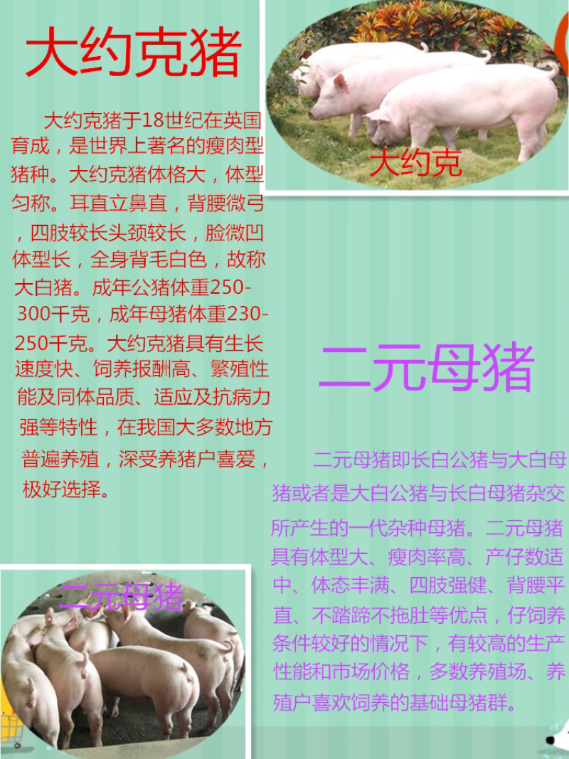 👍🏻长白母猪基地直发全程视频看货假一罚十！！