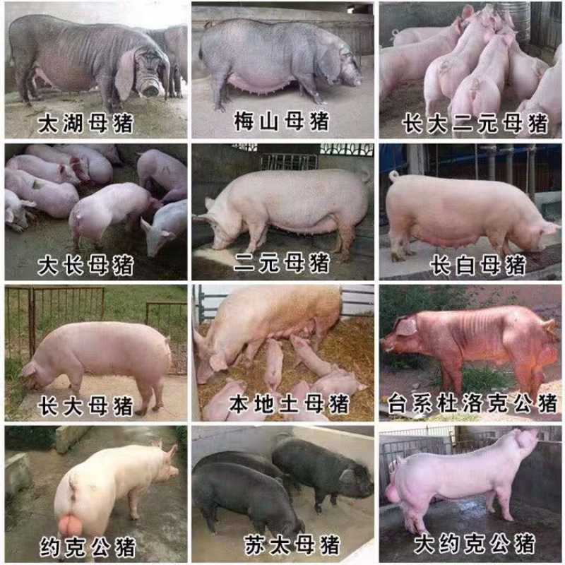👍🏻长白母猪基地直发全程视频看货假一罚十！！