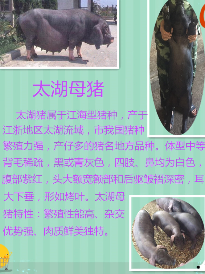 👍🏻长白母猪基地直发全程视频看货假一罚十！！