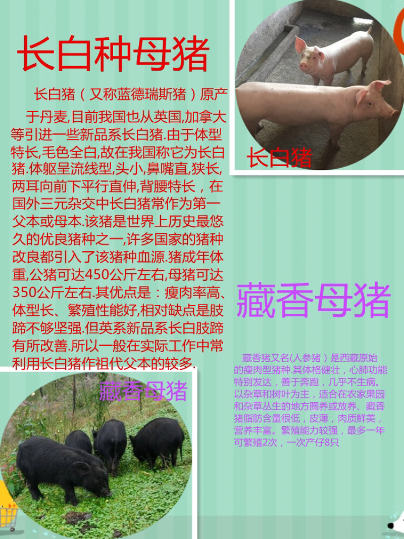 👍🏻长白母猪基地直发全程视频看货假一罚十！！
