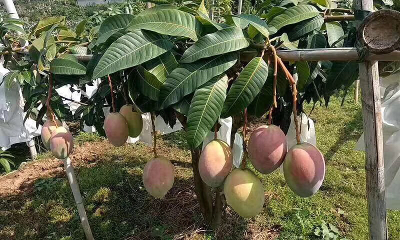 凯特芒