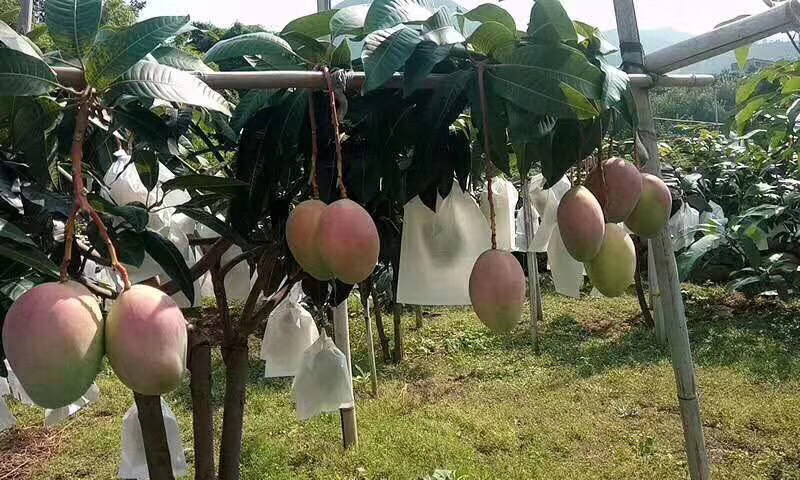 凯特芒