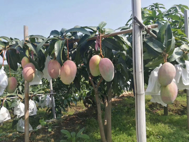 凯特芒