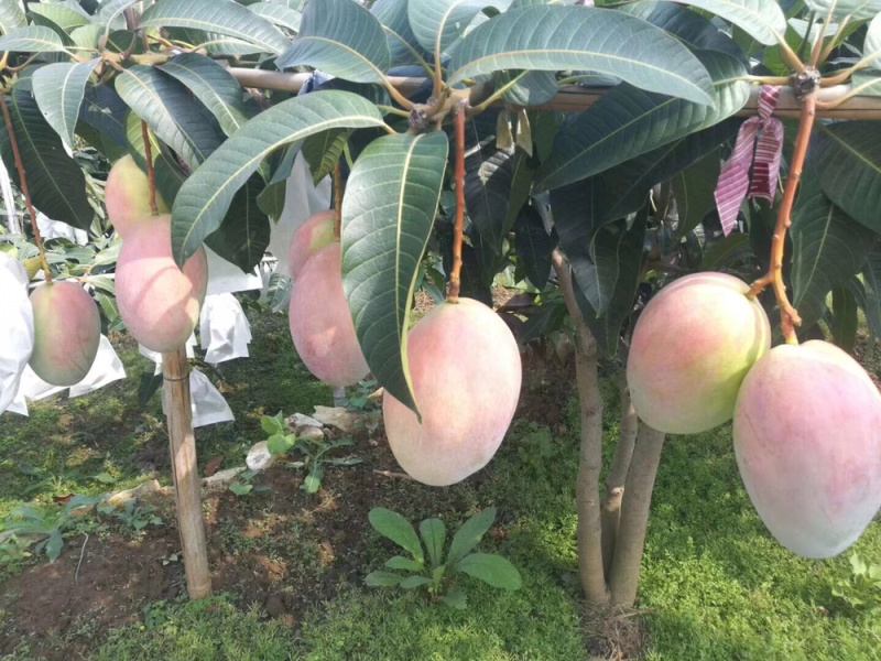 凯特芒