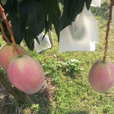 凯特芒