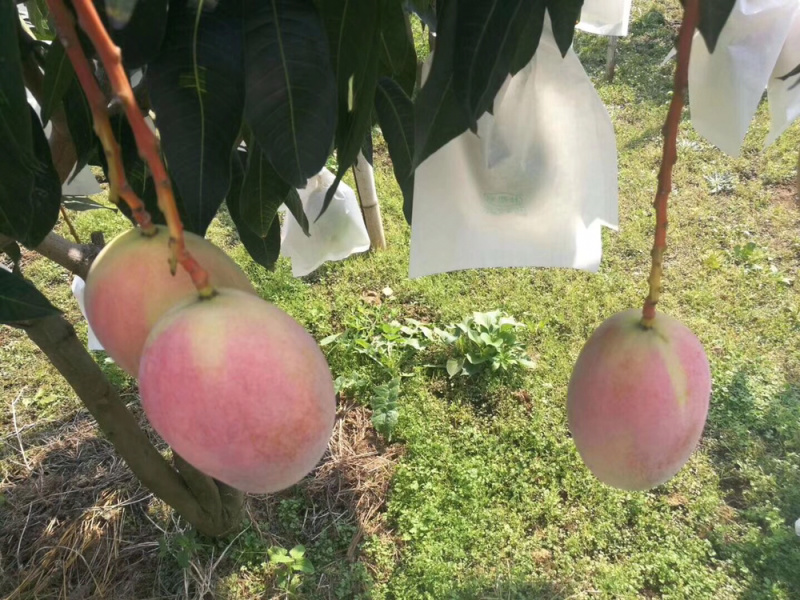 凯特芒