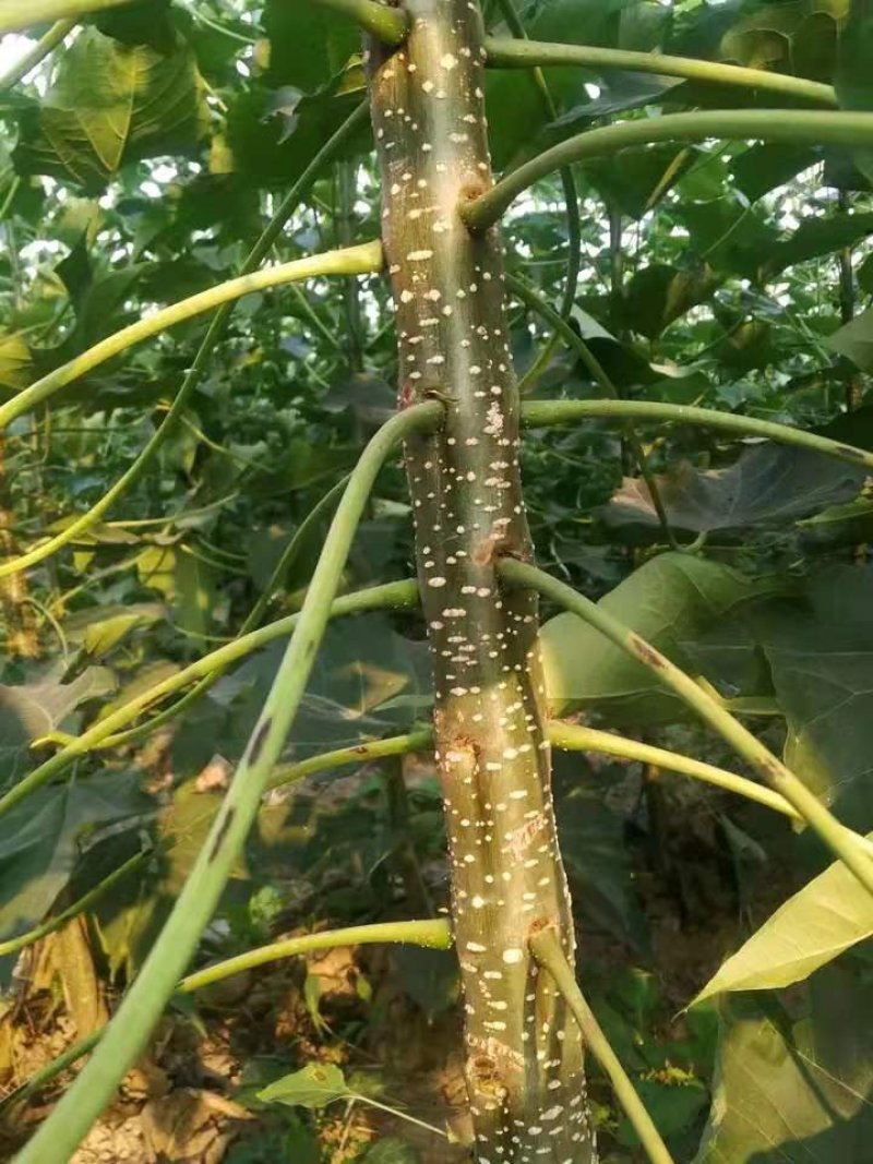 优质楸树根基地直供免费技术指导拍装车视频