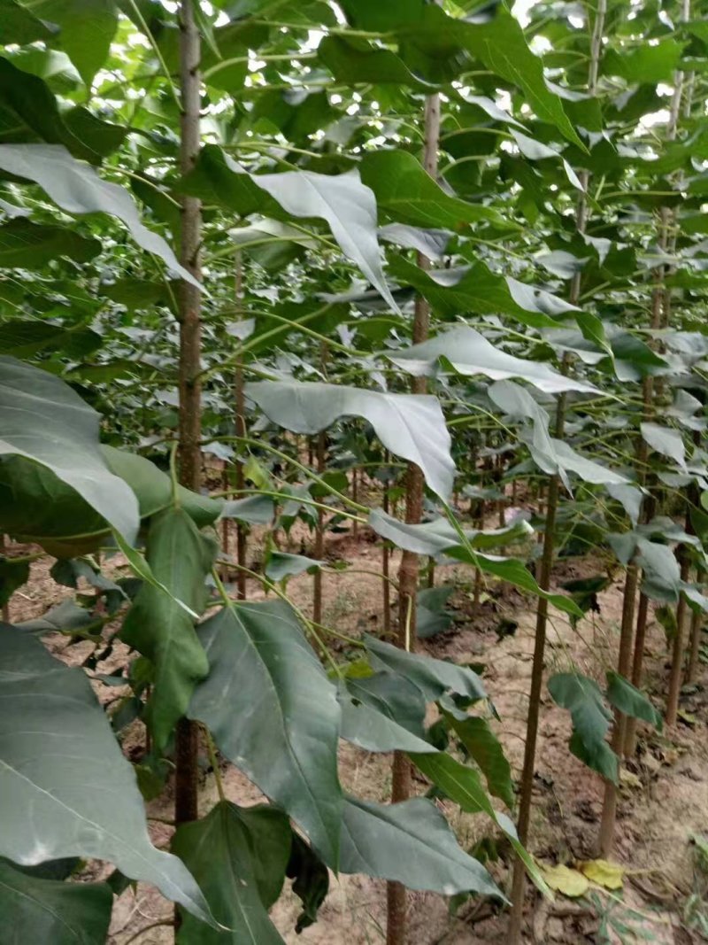 优质楸树根基地直供免费技术指导拍装车视频