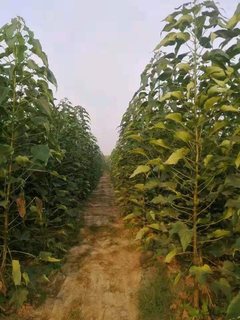 优质楸树根基地直供免费技术指导拍装车视频
