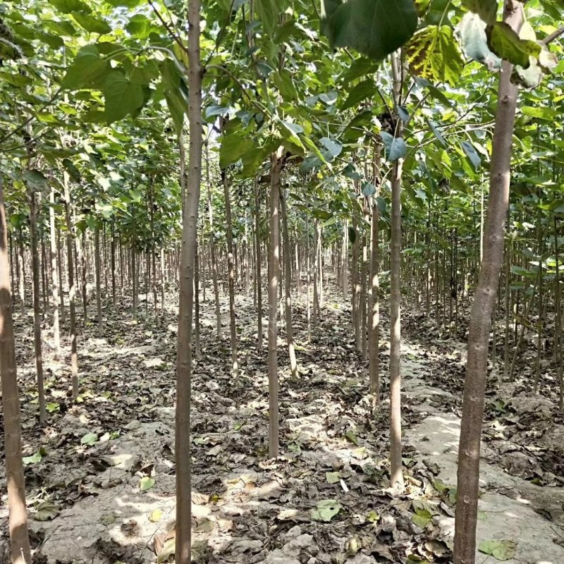 优质楸树根基地直供免费技术指导拍装车视频