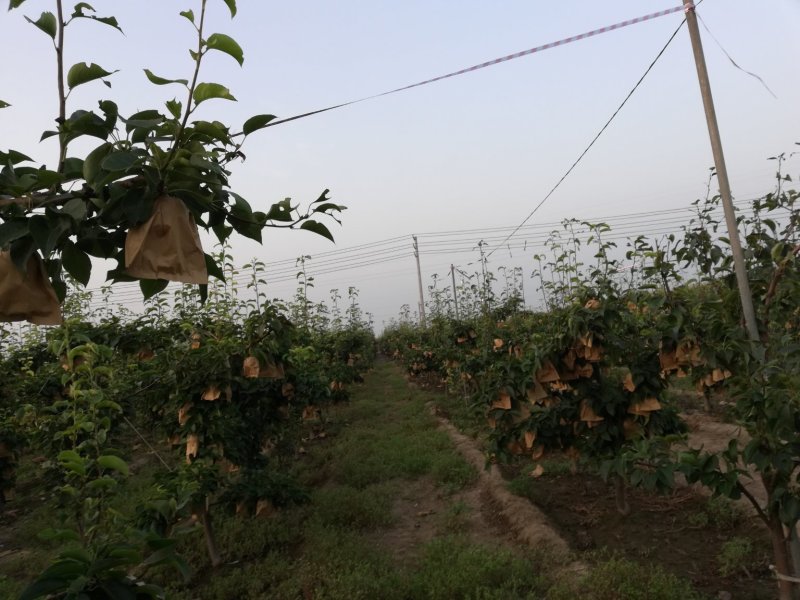 六到九公分的梨树，可用占地，绿化，自已移栽，谁要请联系，
